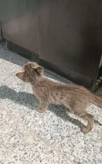 ۲بچه گربه