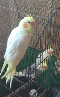 عروس هلندی