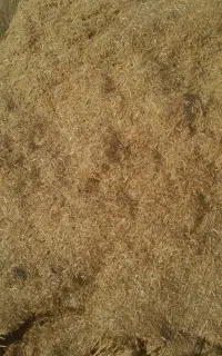 کاه گندم