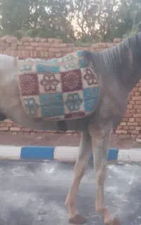 اسب دوسر عرب