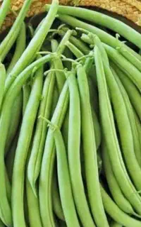 لوبیا سبز تازه و محلی