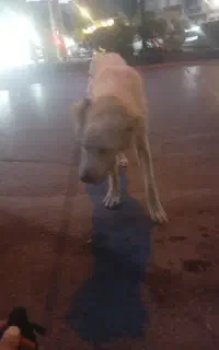 سگه