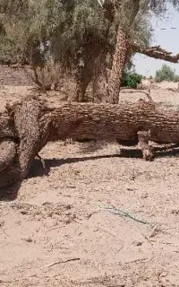 تنه درخت گز