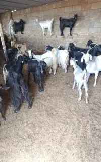 بز خوب داشتی نژاد دار دوقلو زا