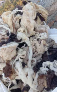 پشم گوسفند آماده