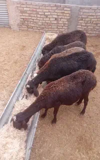 گوسفند ۵راس میش جوان