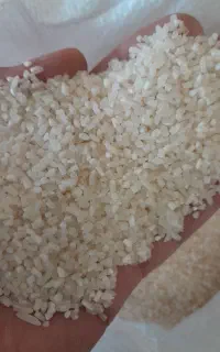 فروش ویژه برنج نیم‌دانه پرمحصول پارساله