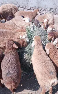 بره نر و ماده