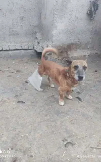 با سلام خدمت دوستان عزیز تعداد دو تا سگ پاکوتاه