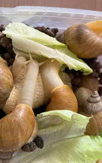 حلزون البینو