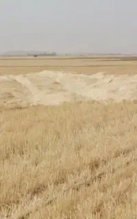 کاه کیسه شده آماده بارگیری