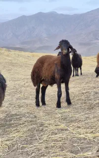 بره قوچ همو