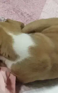 سگ پیت بول