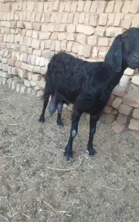 بز شیر