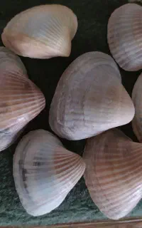 صدف دریایی