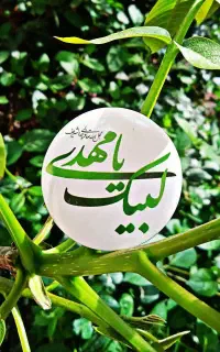 ۱۱۴شاخه گل مهربان