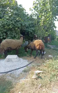 سه عدد گوسفند