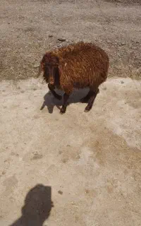 بره
