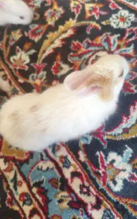 خرگوش