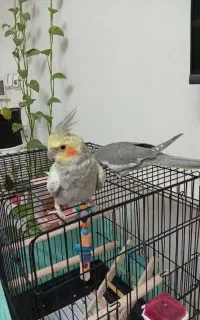 دوعددعروس هلندی نر۳ماهه تازه شروع به صحبت کردن