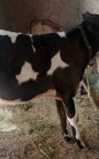 گوساله  نر