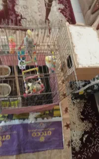 قفس بزرگ