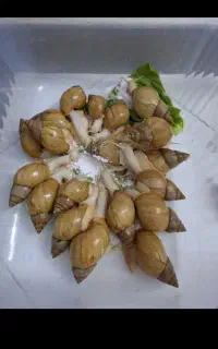 فروش حلزون