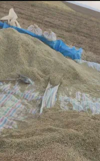کاه نخود شلیف گرفته