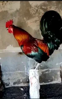 تخم نطفه دار