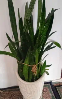 گل  طبیعی سانسوریا و گلدان