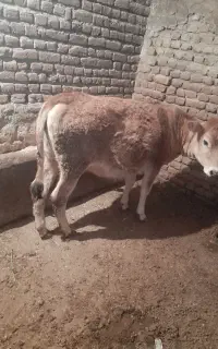 گوساله ماده