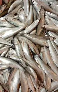 سیاه کولی کاس کولی روز درشت ماهی
