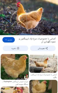 مرغ تخم گذار با خروس