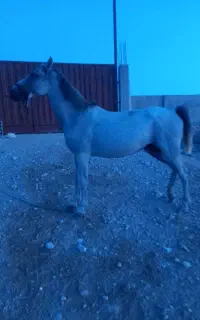 اسب مادیان