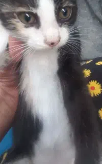 گربه