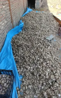 سیر قرمز درشت