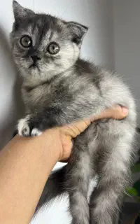 گربه اسکاتیش
