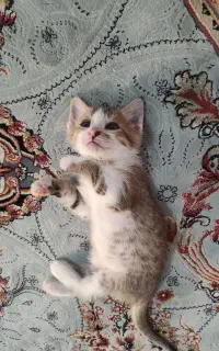 واگذاری گربه نر
