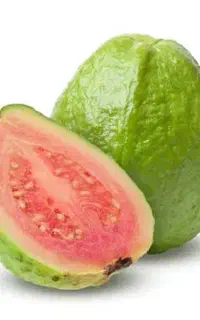 نهال انواع گواوا