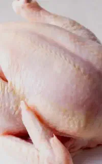مرغ منجمد پخش تکی و تعداد بالا