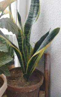 گل سر حال