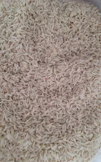برنج هاشمی سورت زده محصول کشاورز