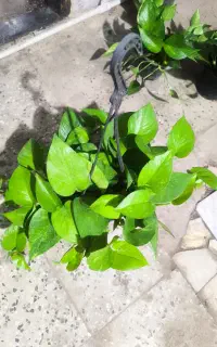 فروش خانگی گل آپارتمانی