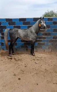 اسب نریان کرد