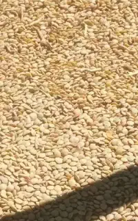 عدس امسال