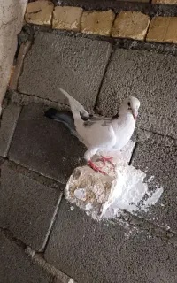 کبوتر