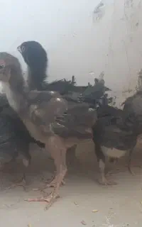 جوجه لاری اصیل