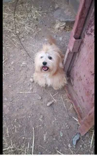 سگ کوچولو زرنگ و باهوش