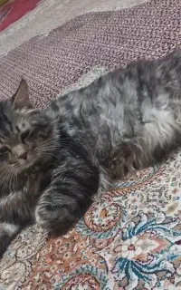 گمشده گربه