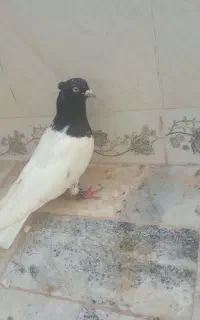 مجسمه